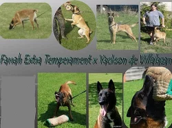 Belgický ovčák malinois