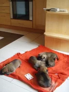 Belgický ovčák malinois