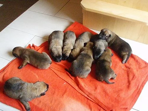 Belgický ovčák malinois