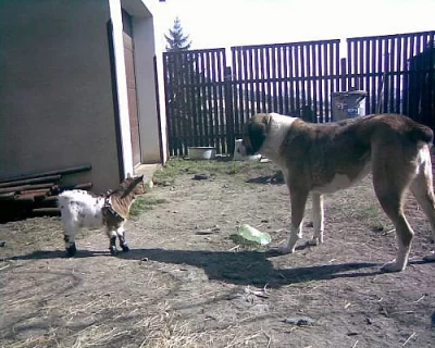 krásná zakrslá holandská kozička