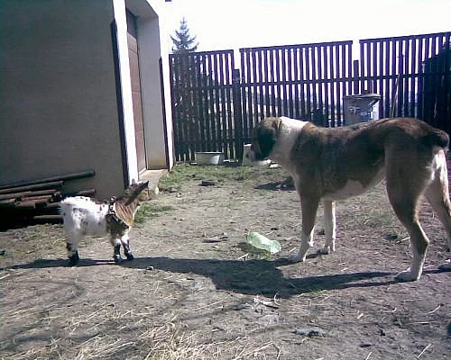 krásná zakrslá holandská kozička