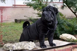 ŠTĚŇATA SHAR-PEI (ŠARPEJ)