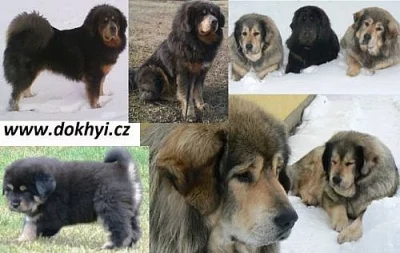 Tibetská Doga štěně