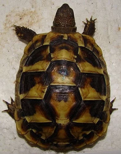 Testudo hermanni