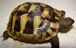 Testudo hermanni