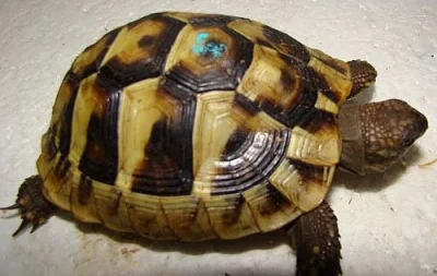 Testudo hermanni 