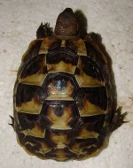 Testudo hermanni