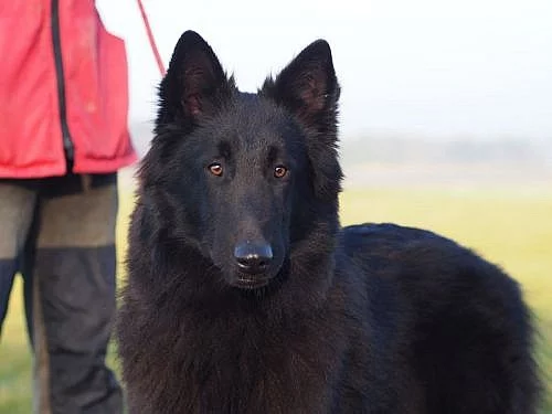 Belgický ovčák - Groenendael