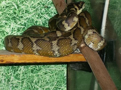 Morelia s. harrisoni, samec