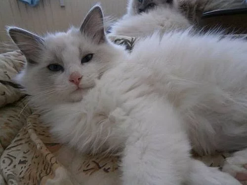 Ragdoll koťátka PP