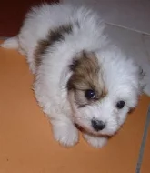 Čistokrevná štěňátka Coton de Tulear bez PP