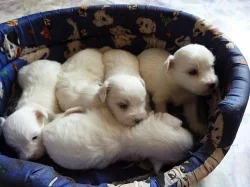 Čistokrevná štěňátka Coton de Tulear bez PP