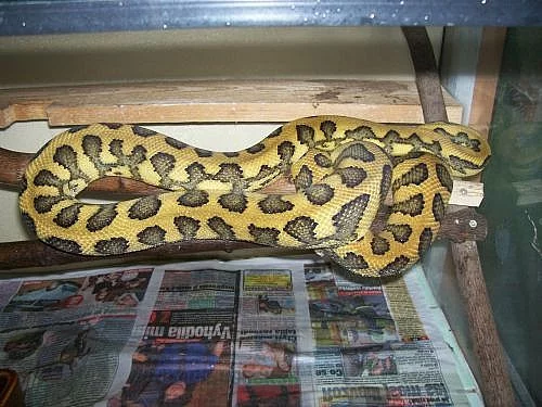 Morelia s. cheynei jaguar