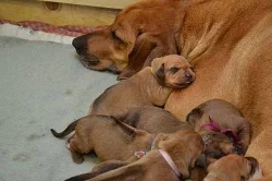 Štěňata Rhodéský ridgeback