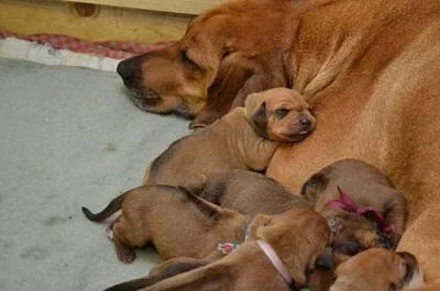 Štěňata Rhodéský ridgeback