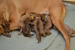 Štěňata Rhodéský ridgeback