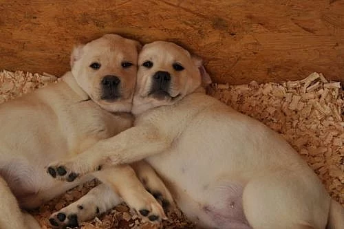 Labrador retriever -štěňátka s PP