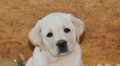 Labrador retriever -štěňátka s PP