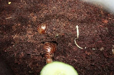 Daruji-šneky Achatina Immaculata