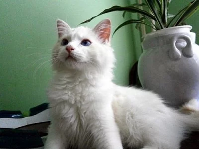 Koťátka s PP - Ragdoll