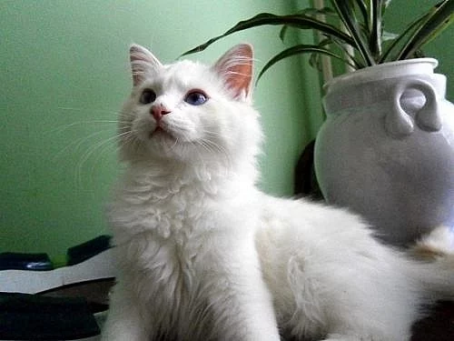Koťátka s PP - Ragdoll