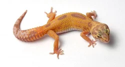 Gekončík noční - barevné formy