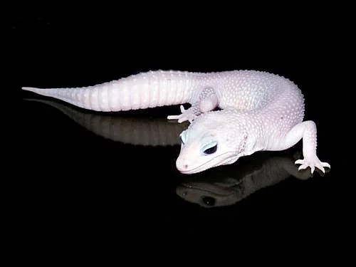 Gekončík noční - barevné formy