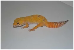 Gekončík noční - barevné formy