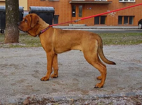 Tosa inu-štěňátka s PP k odběru