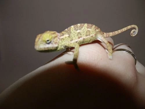 Chameleon Jemenský