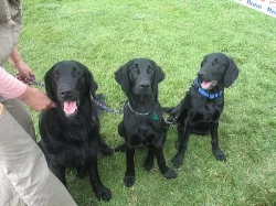 Flat coated retriever