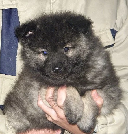 Německý špic vlčí / Keeshond - štěňata s PP