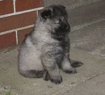 Německý špic vlčí / Keeshond - štěňata s PP