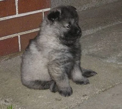 Německý špic vlčí / Keeshond - štěňata s PP