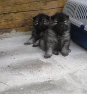 Německý špic vlčí / Keeshond - štěňata s PP