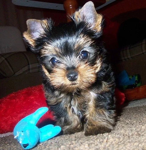 Yorkshire terrier s PP