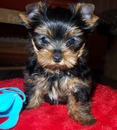 Yorkshire terrier s PP