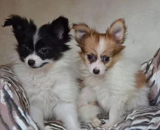 papillon