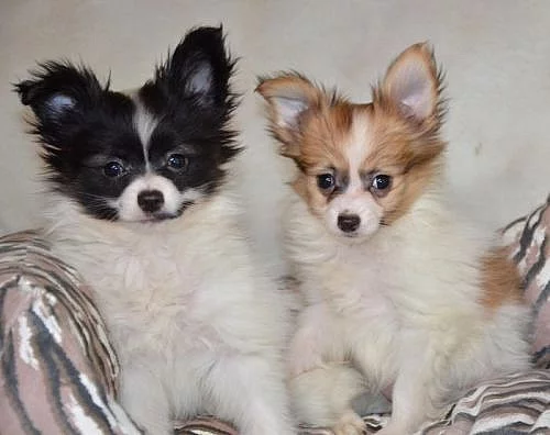 papillon
