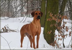 Rhodéský Ridgeback