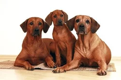 Rhodéský Ridgeback