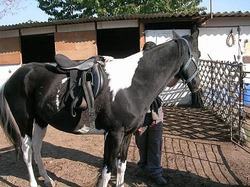 Pinto valach super povaha