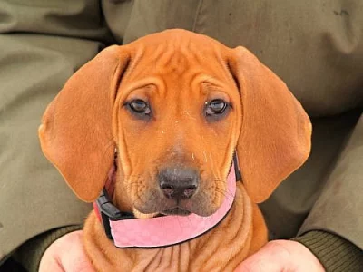 ŠTĚŇÁTKA RHODÉSKÉHO RIDGEBACKA S PP
