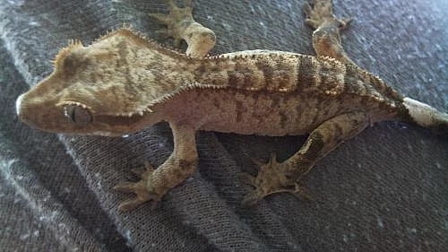 PRODÁM KRÁSNOU SAMICI RHACODACTYLUS CILIATUS