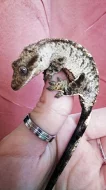 PRODÁM KRÁSNOU SAMICI RHACODACTYLUS CILIATUS