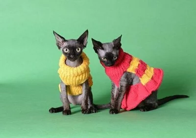 Mačiatka Devon rex