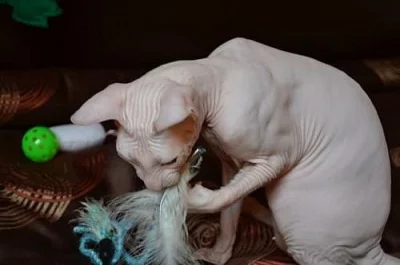 Don sphynx