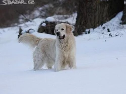 Zlatý retriever - stěňátka s PP