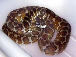 Diamond jungle jaguar breeding female 