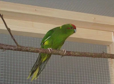 Kakariky červenočelé